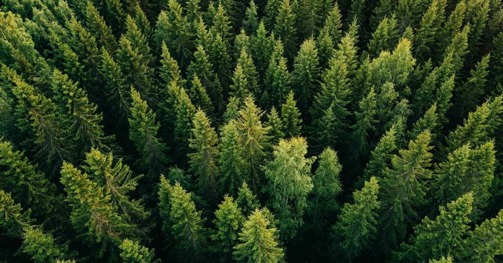 Foto anteprima dell'articolo "Accordi di Foresta. Opportunità e limiti." scritto dall'Avvocato Eva Bredariol, PhD